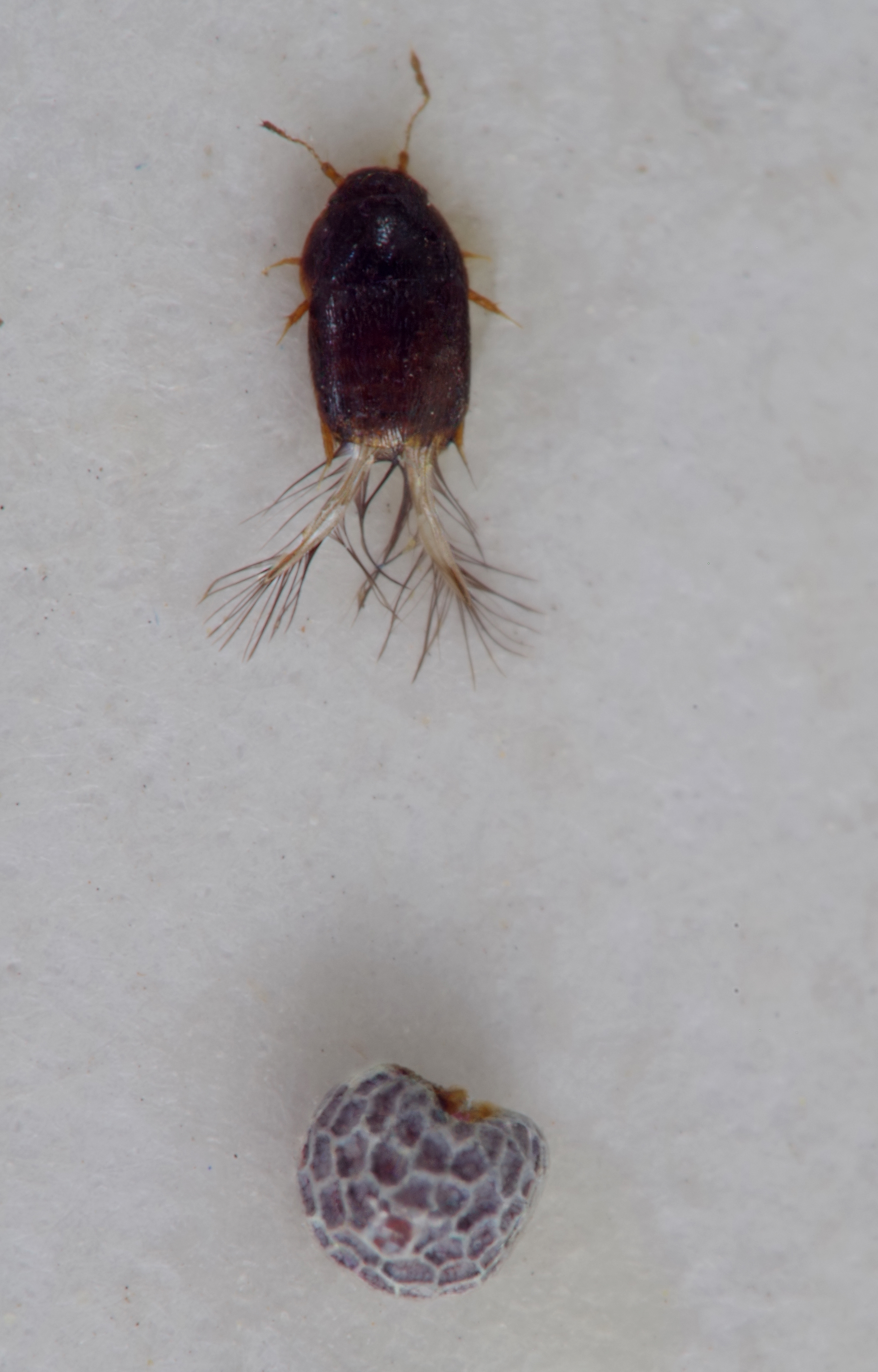 Acro_sitk_3049.jpg