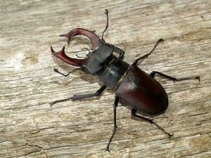 Paprastasis Elniaragis (Lucanus cervus L.)