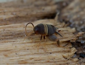 skruzdėlinis svirpliukas