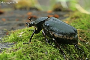 Niūriaspalvis auksavabalis (Osmoderma barnabita)