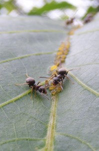 skruzdėlės